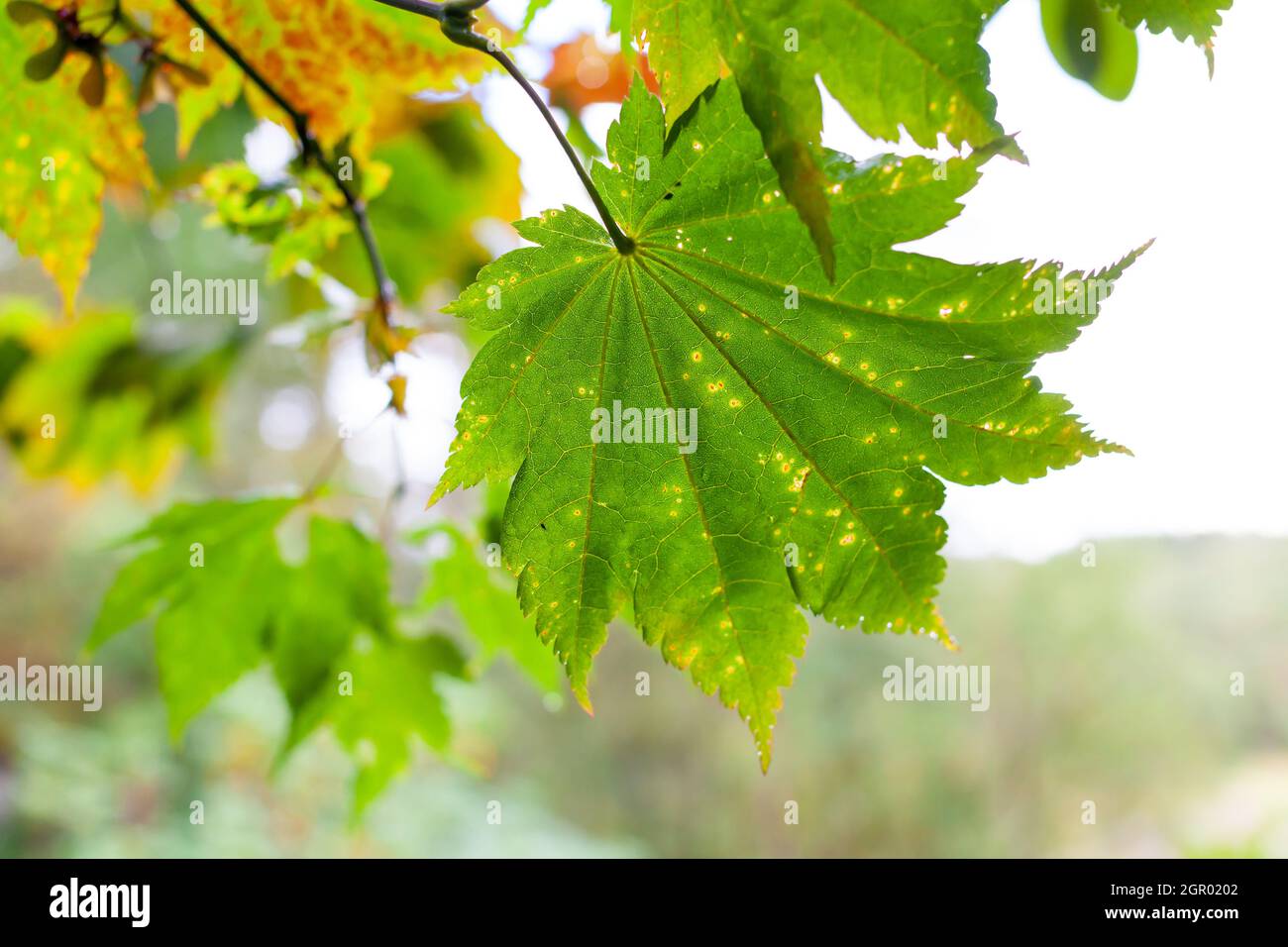 Green leaf background. Nature and seasons. Stock Photo