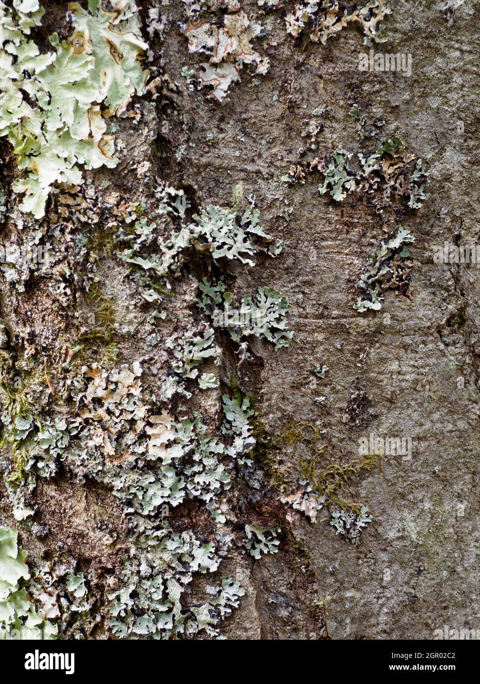 Sorbus aria, whitebeam tree, Stock Photo