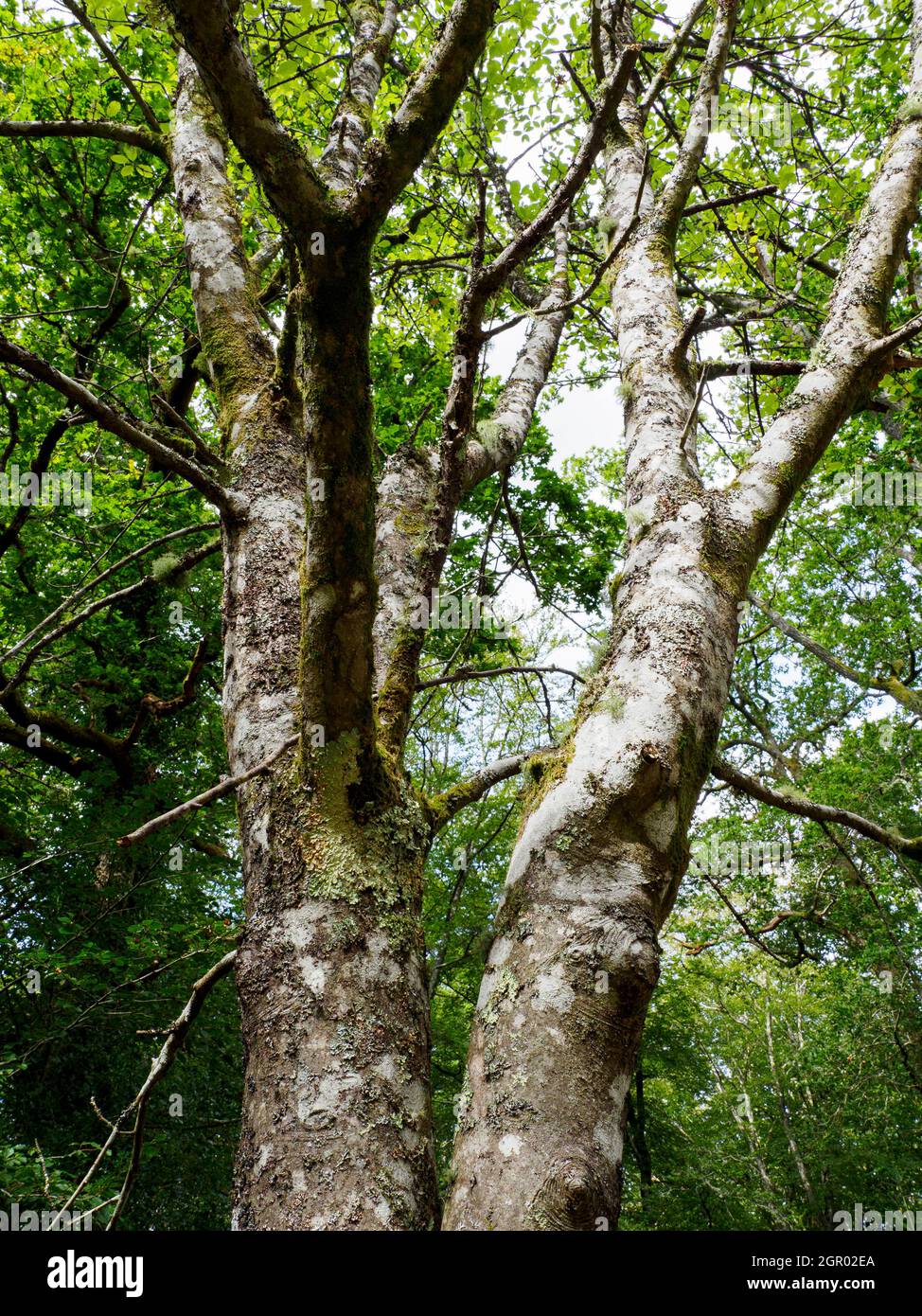 Sorbus aria, whitebeam tree. Stock Photo