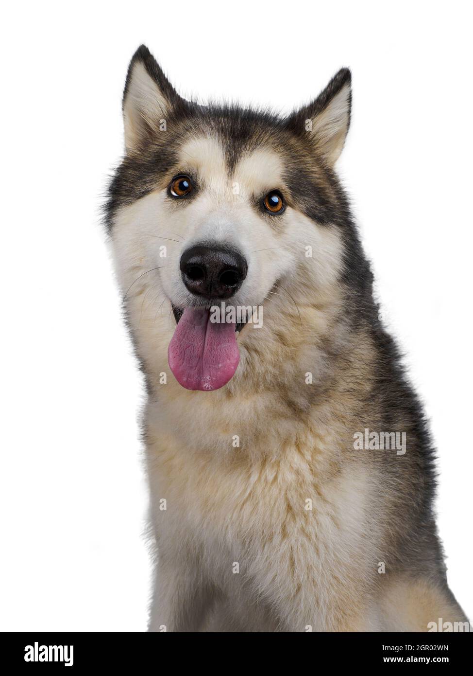 Studio image of an Alaskan Malamute dog. Stock Photo