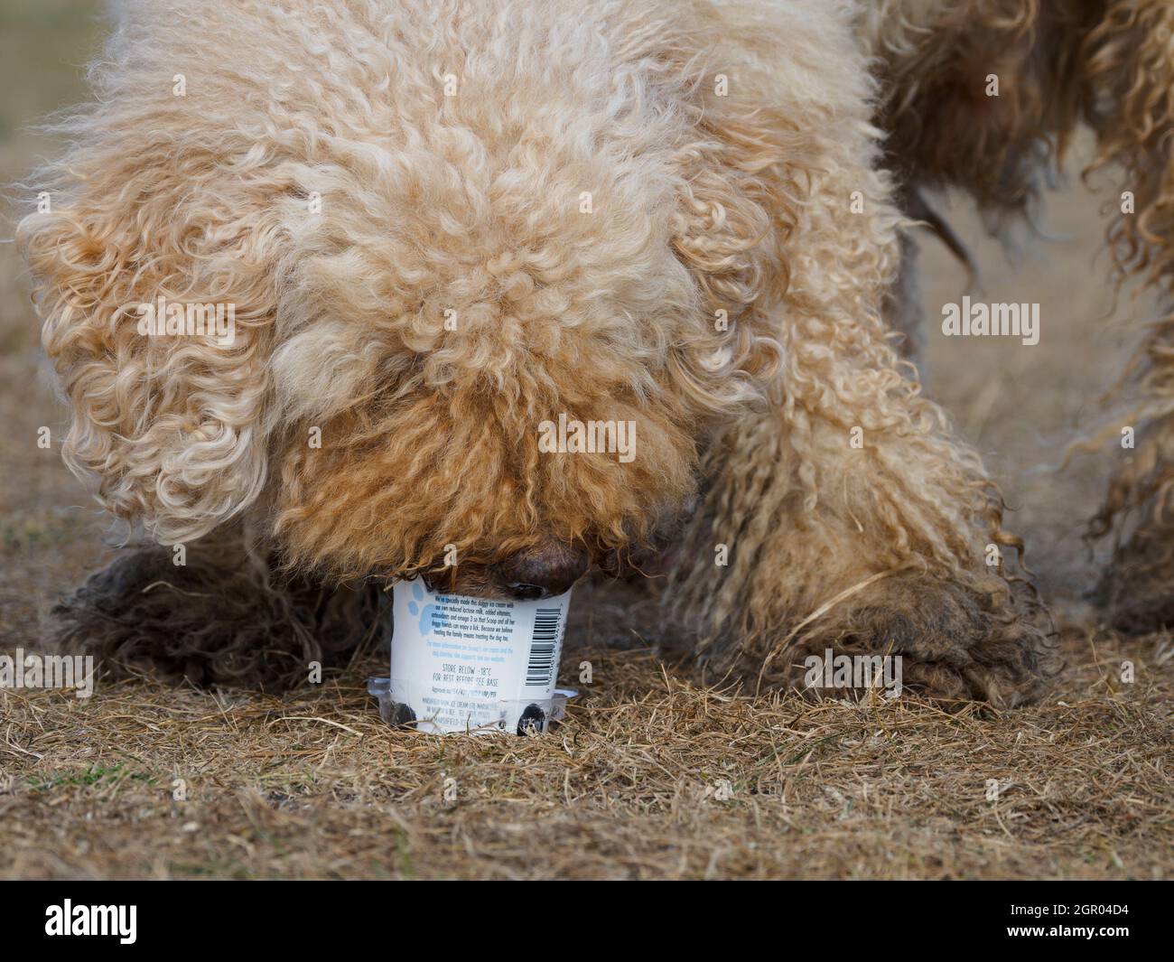 Dog eating doggie ice cream out of tub, UK Stock Photo