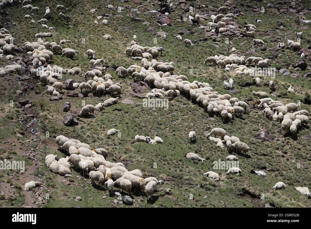 Aerial view of flock of sheep grazing Stock Photo - Alamy