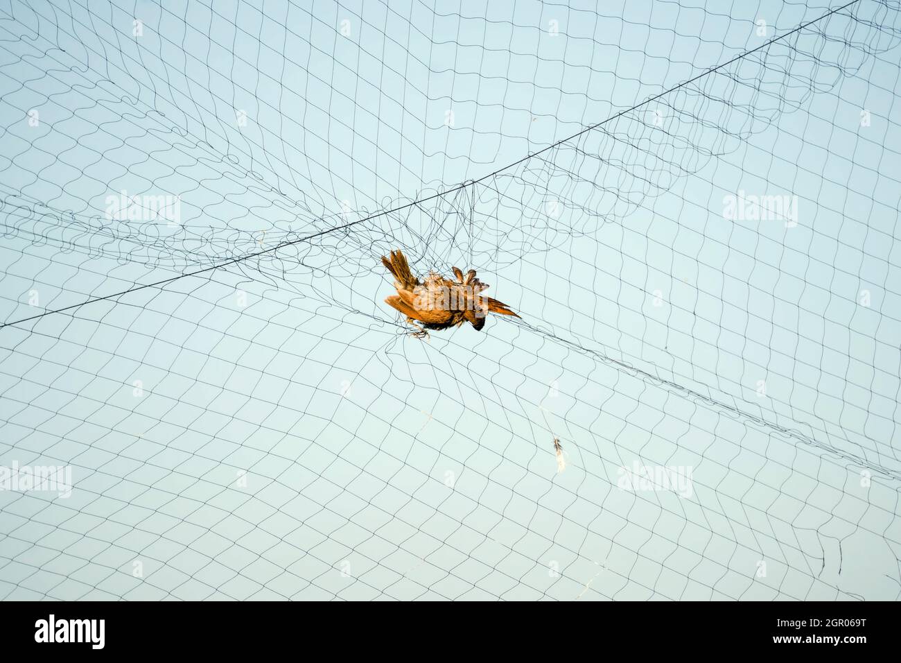 A Little Bird Stuck And Die On Netting Farmers Tend To Trap Birds Eat