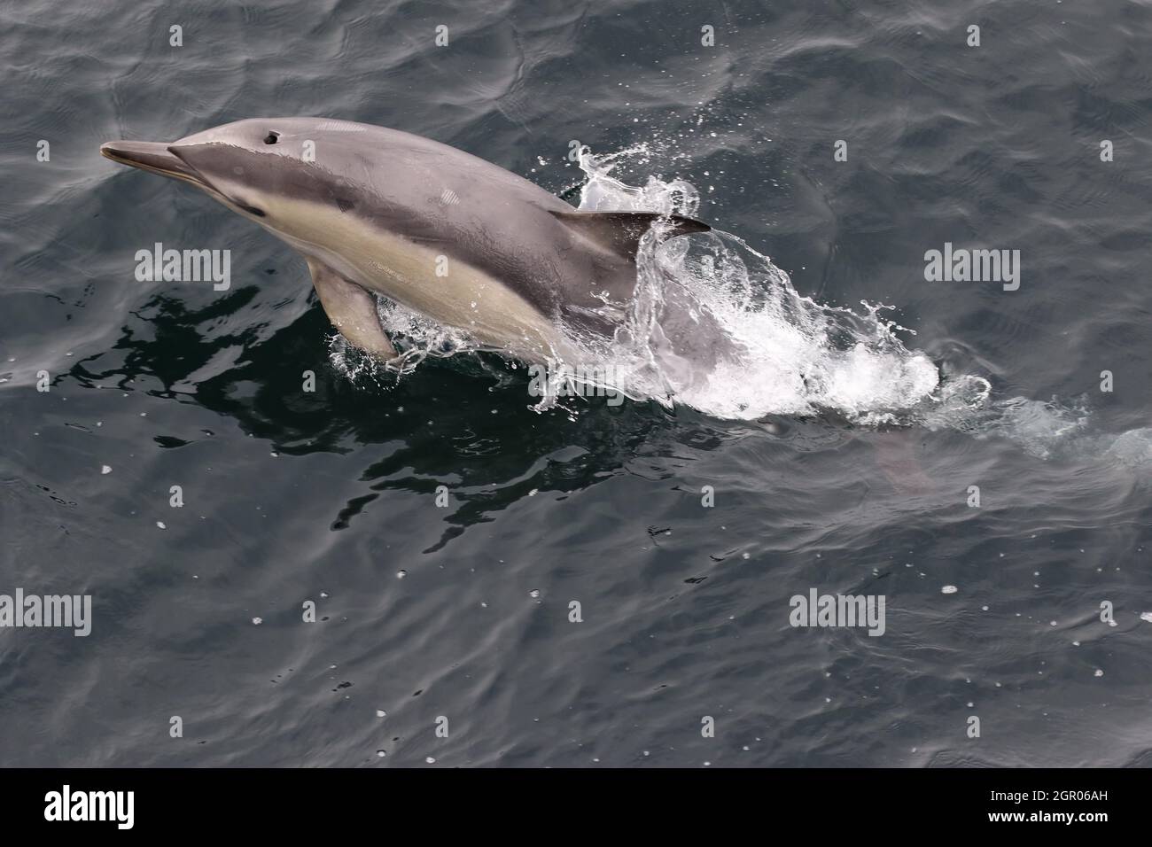Sequence 8 - Common dolphin leaping in UK waters Stock Photo