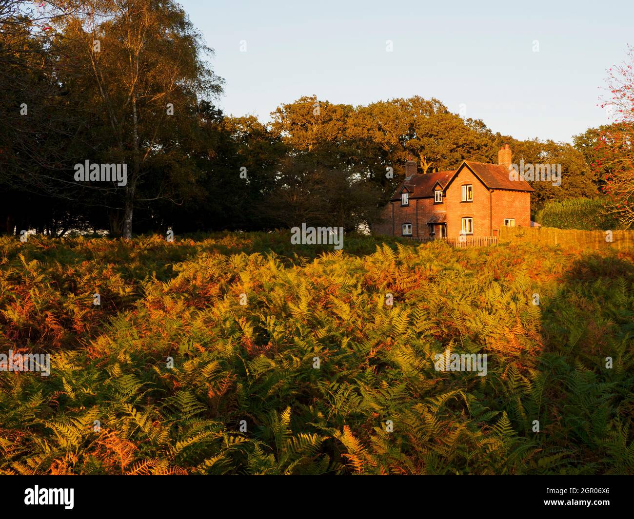 Bracken changing colour in Autumn, The New Forest, Hampshire, UK Stock Photo
