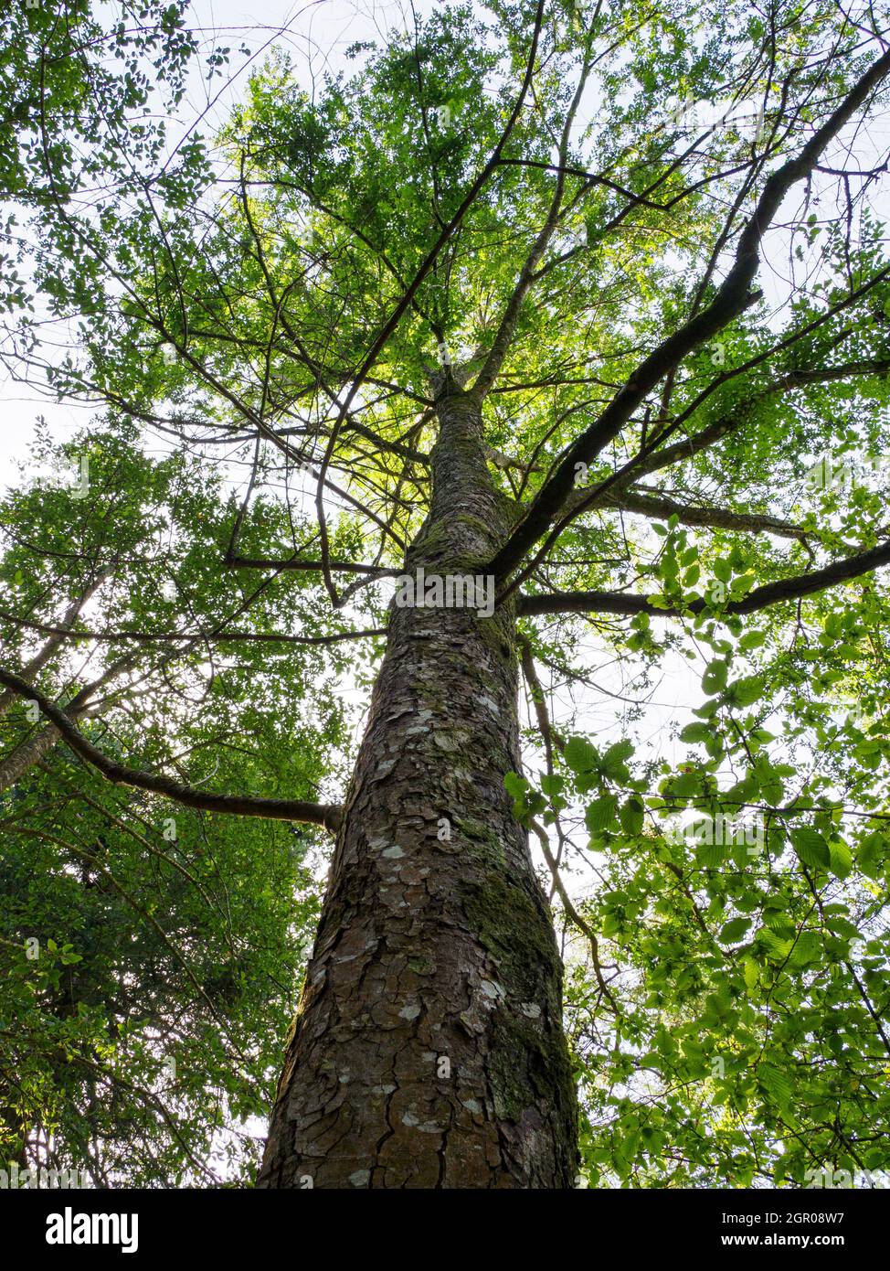 Nothofagus obliqua, Roble Beech tree, Stock Photo