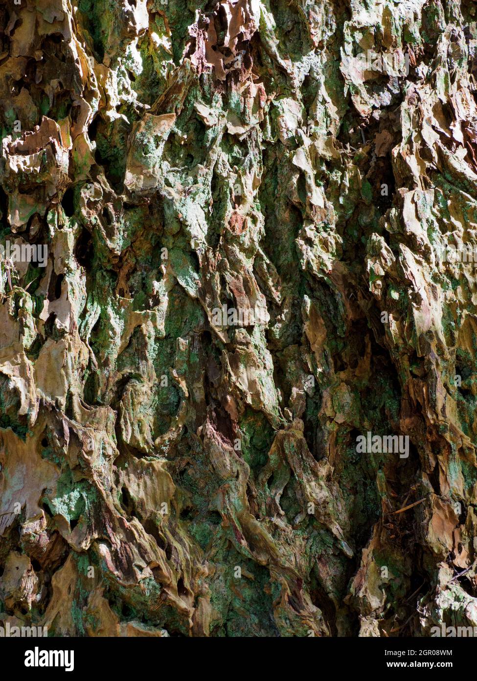 close up of the bark of a Douglas Fir tree, Pseudotsuga menziesii, Stock Photo