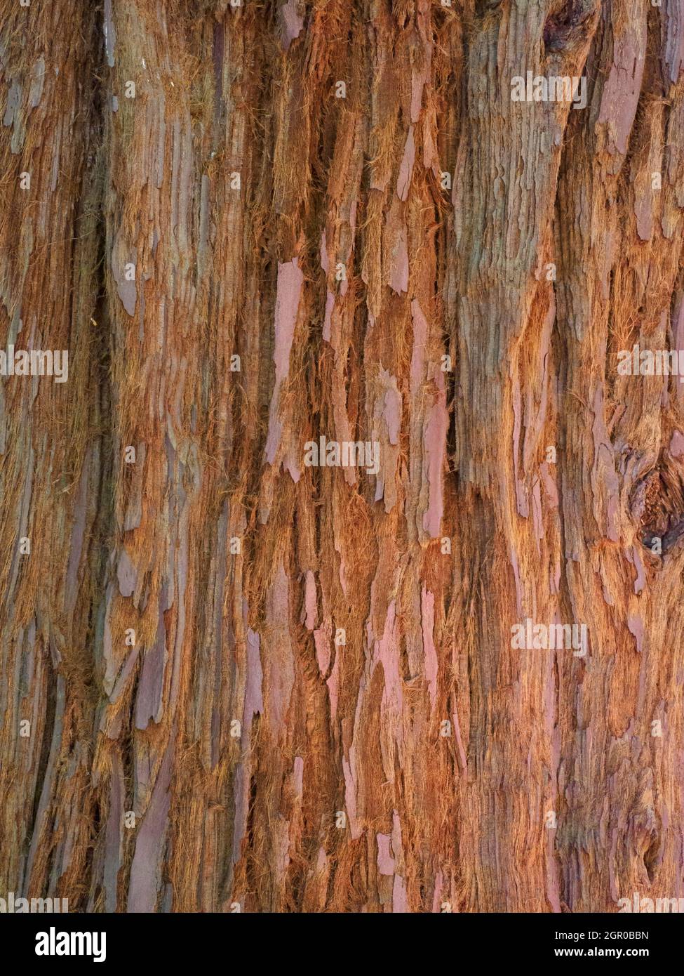 close up of the bark of a Coast Redwood tree, Sequoia sempervirens Stock Photo