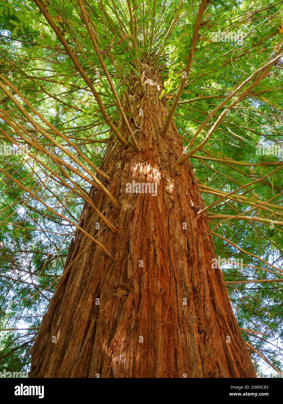 Coast Redwood tree, Sequoia sempervirens Stock Photo