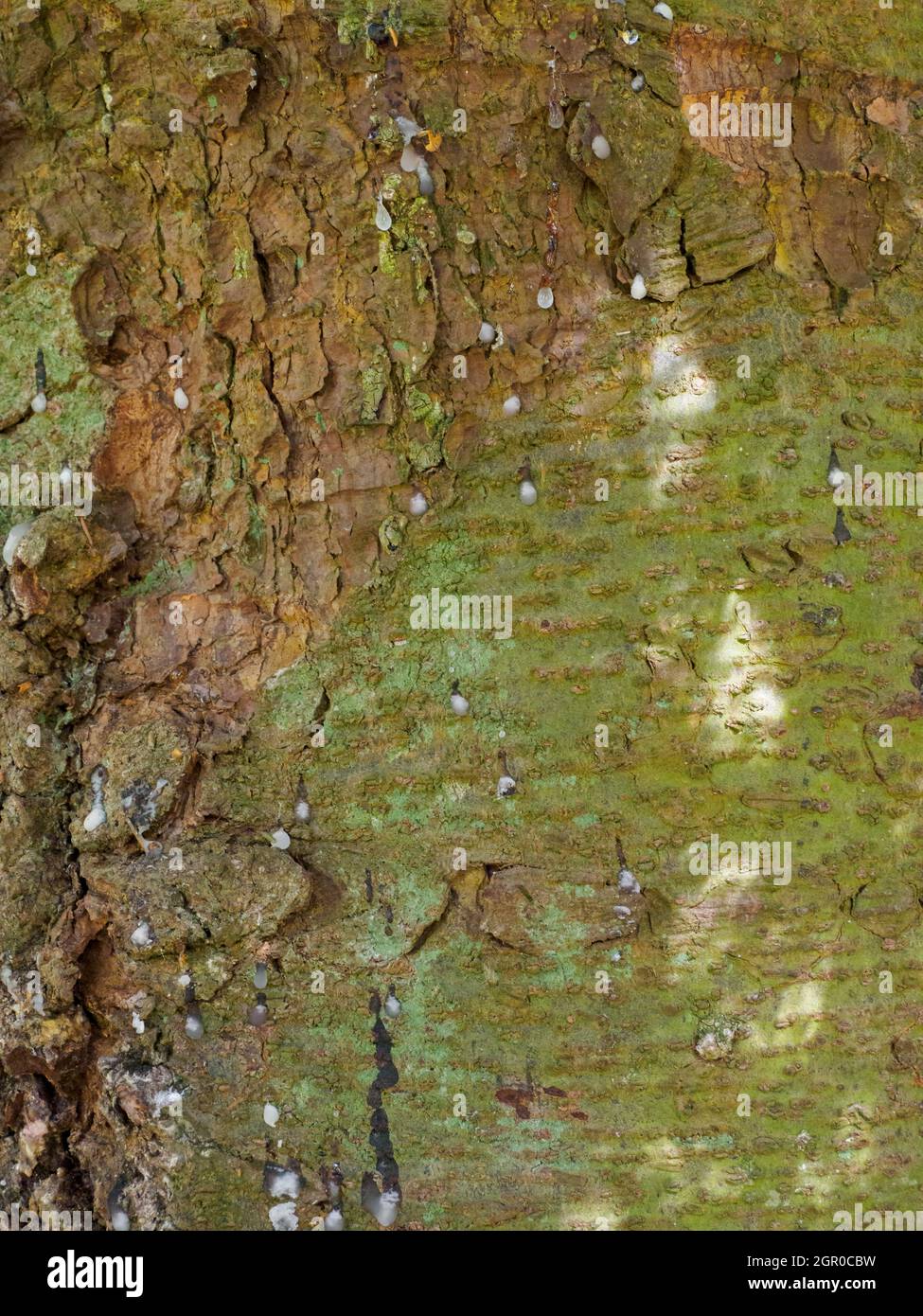 Picea orientalis, Oriental Spruce, close up of bark. Stock Photo