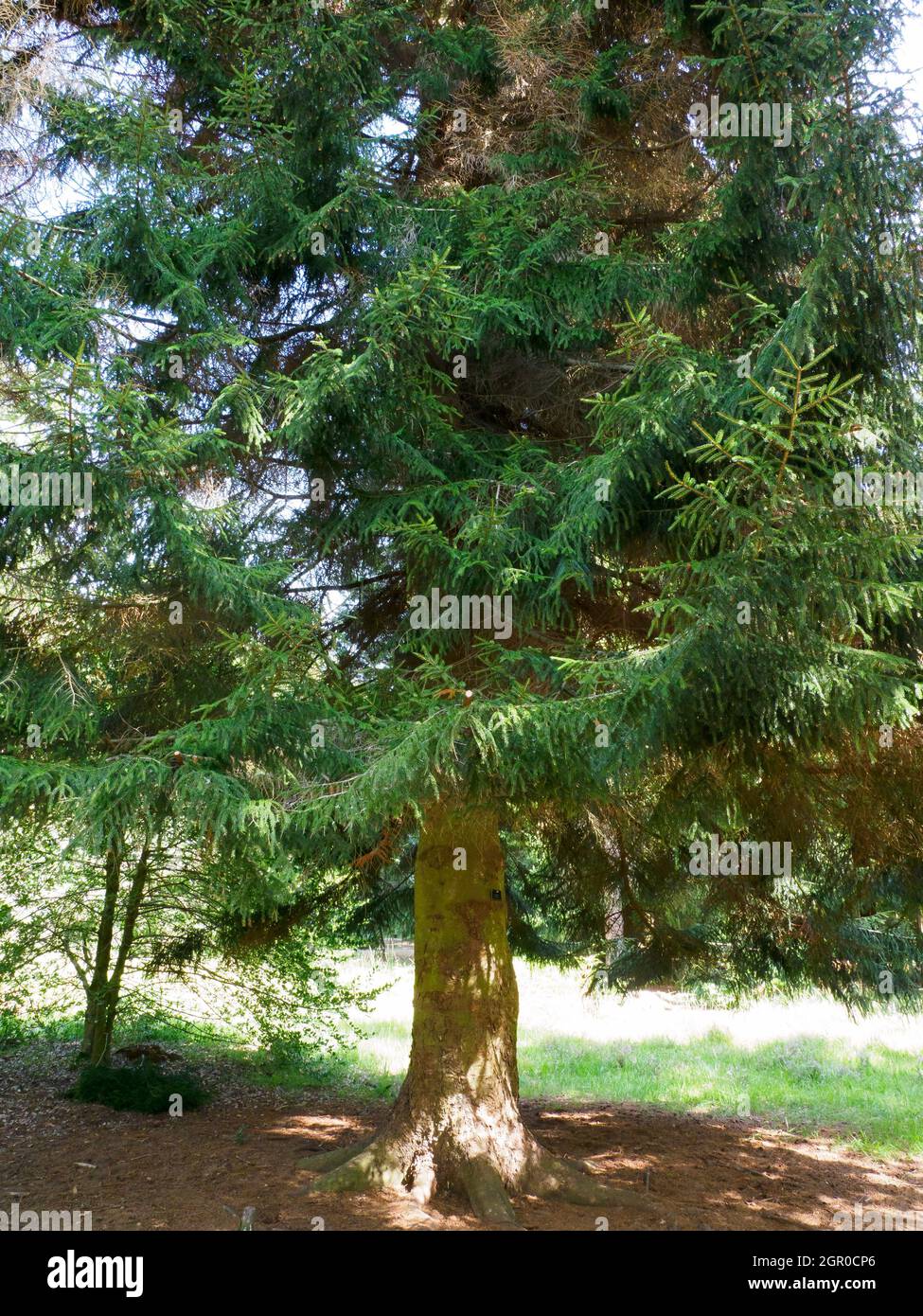 Picea orientalis, Oriental Spruce tree. Stock Photo