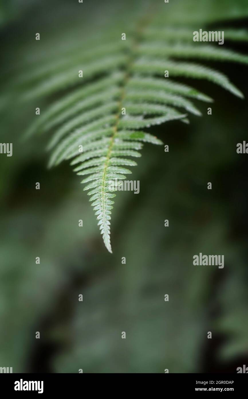 Fern Vector High Resolution Stock Photography and Images - Alamy