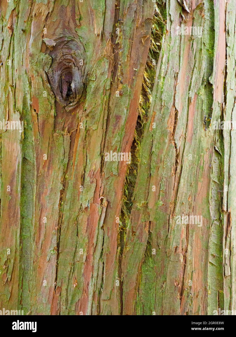 Chamaecyparis nootkatensis, Nootka cypress tree Stock Photo