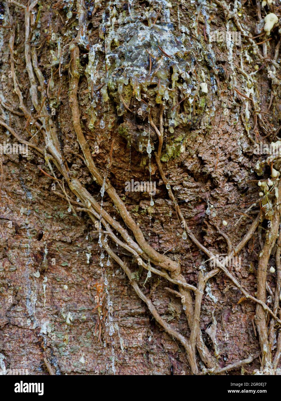 Sap dripping down a spruce tree Stock Photo Alamy