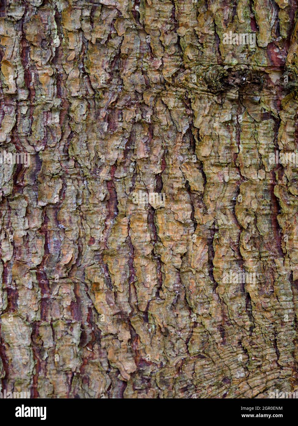 picea asperata, Dragon Spruce tree, close up of the bark. Stock Photo
