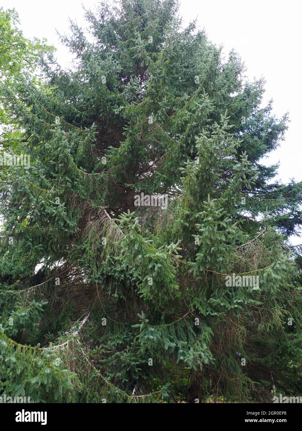 picea asperata, Dragon Spruce tree. Stock Photo
