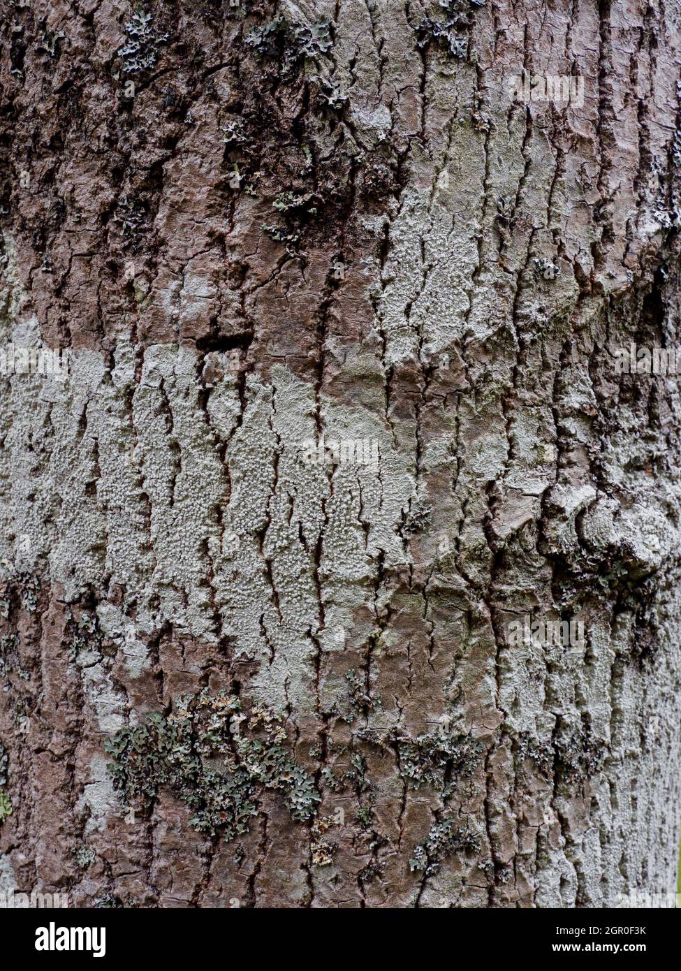 Populus x canescens, Grey Poplar tree, close up of the bark. Stock Photo