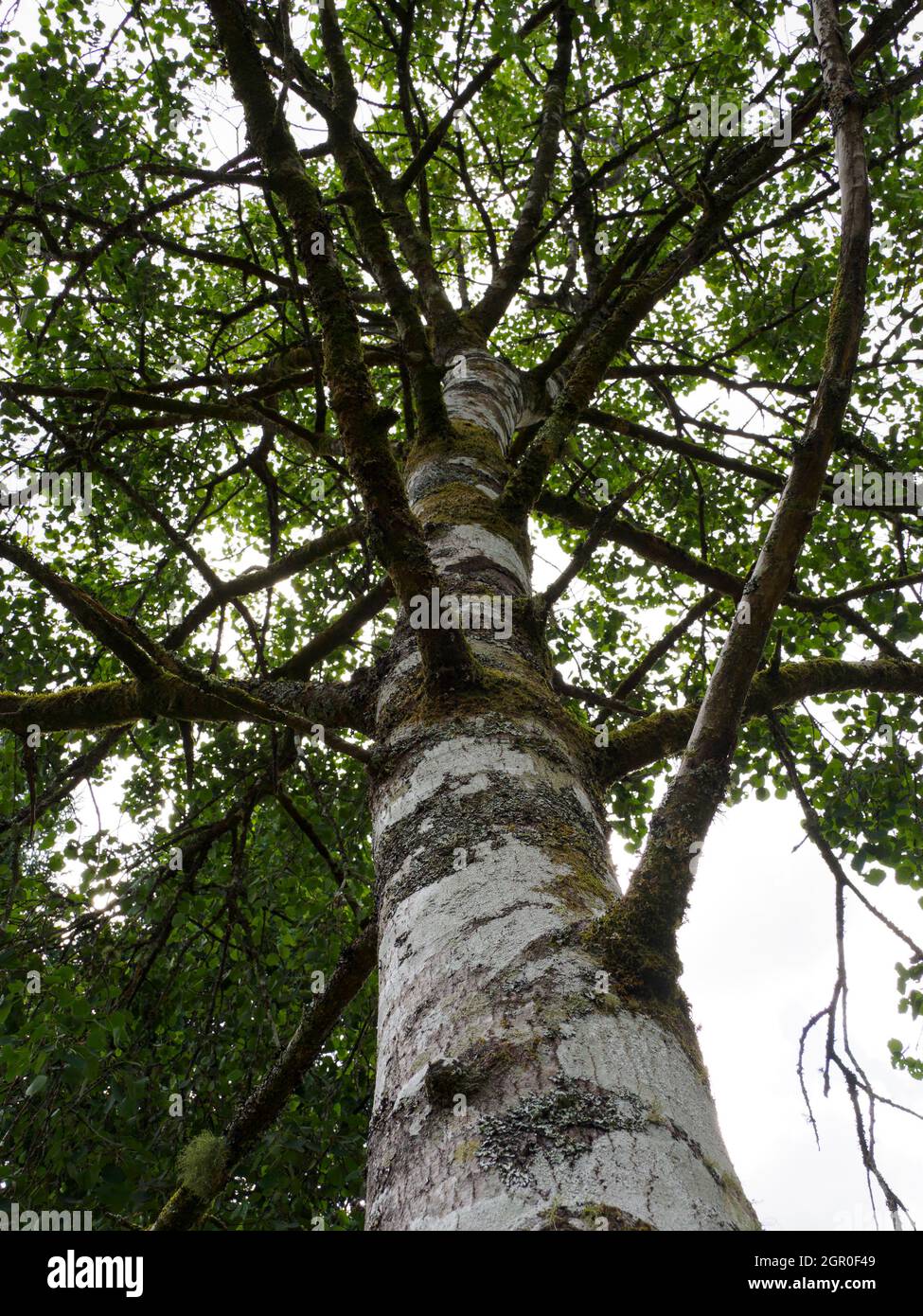Populus x canescens, Grey Poplar tree. Stock Photo