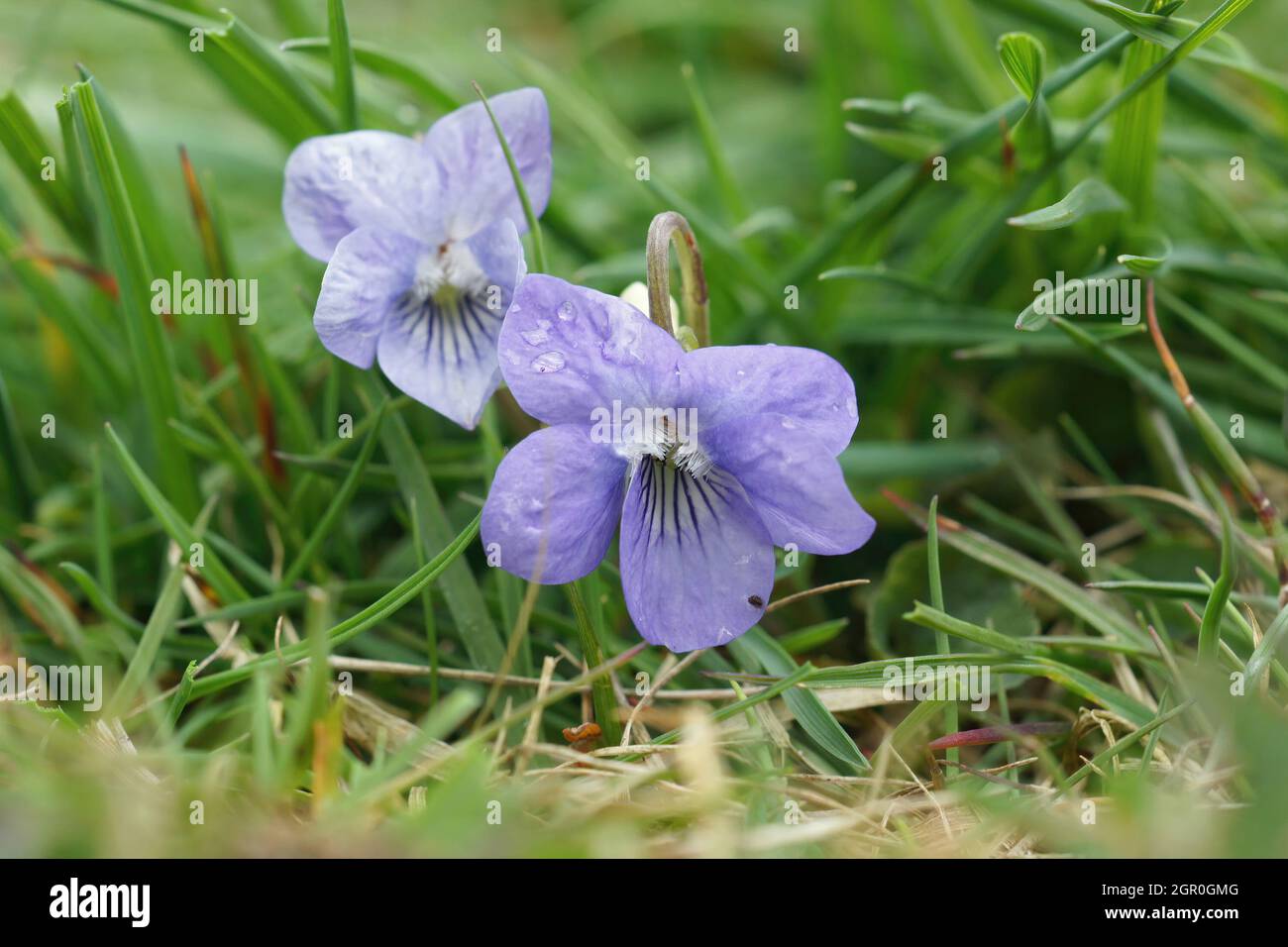 Close-up shot of a light blue dog-violet (Viola Canina). Stock Photo
