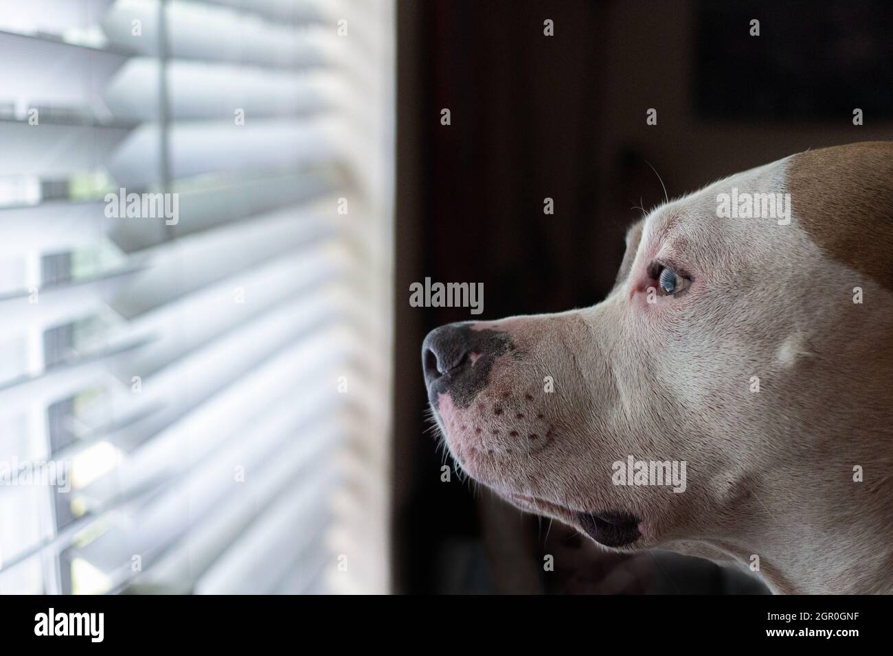 Close up of a mixed breed dog (American Staffordshire Pit Bull Terrier and American Pit Bull Terrier) (Canis lupus familiaris) looking out the window Stock Photo