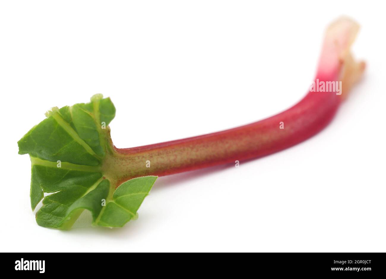 Fresh rhubarb stalk over white background Stock Photo