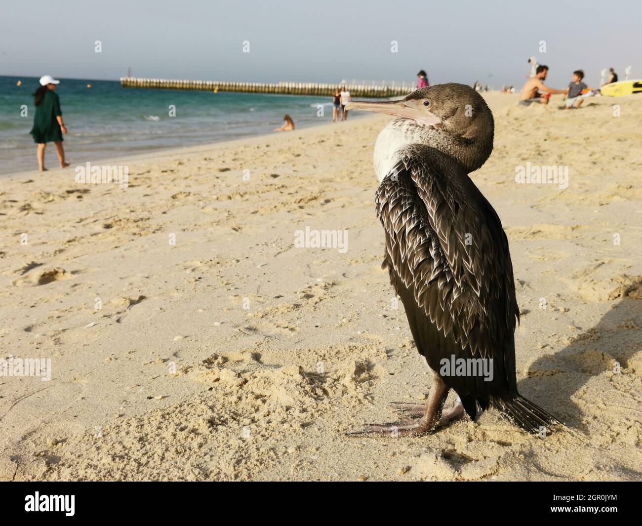 Big Bird On The Beach Stock Photo
