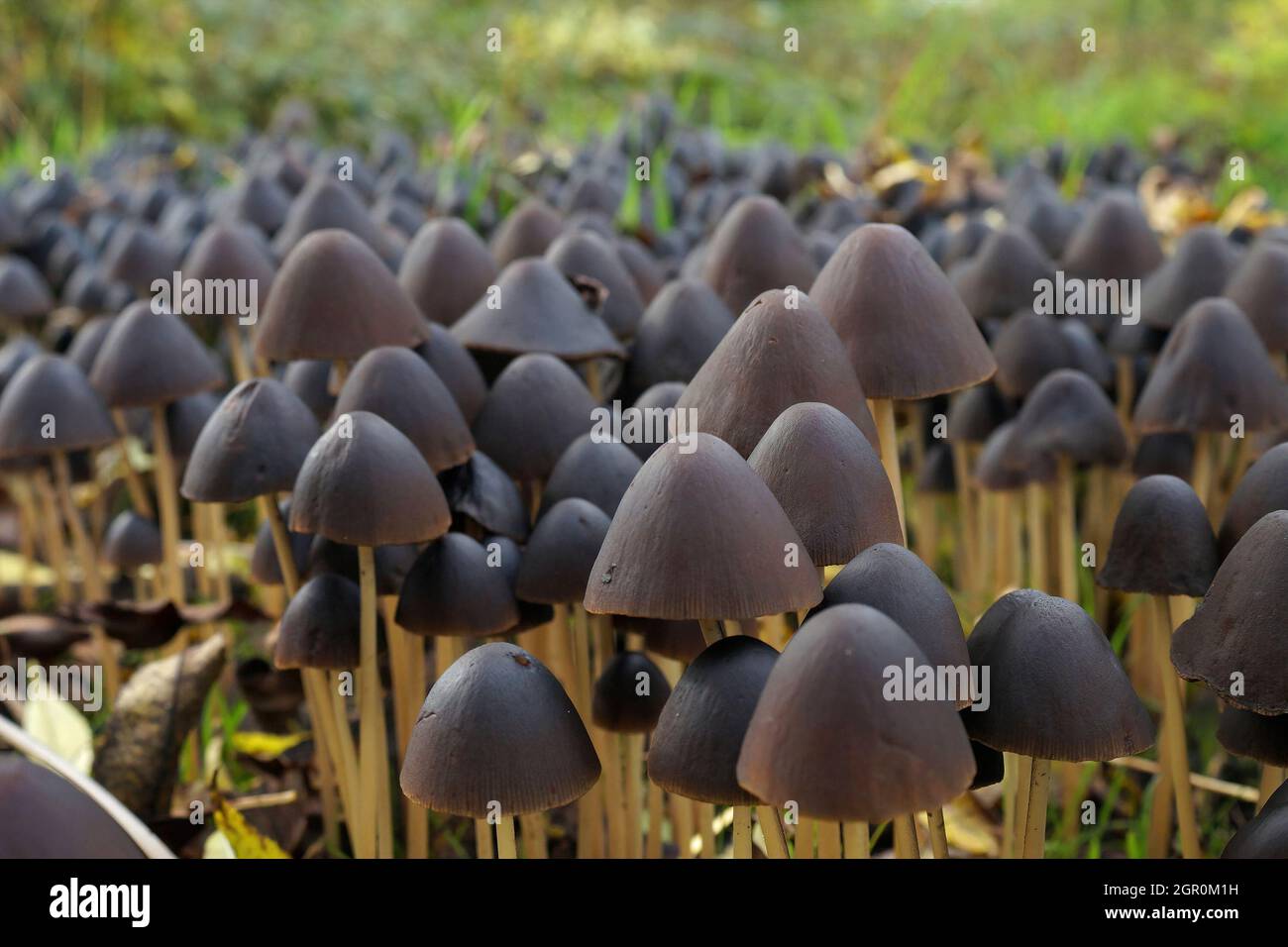 Selective focus shot of aggregation of Psathyrella Conopilus mushrooms in Aalter, Belgium. Stock Photo