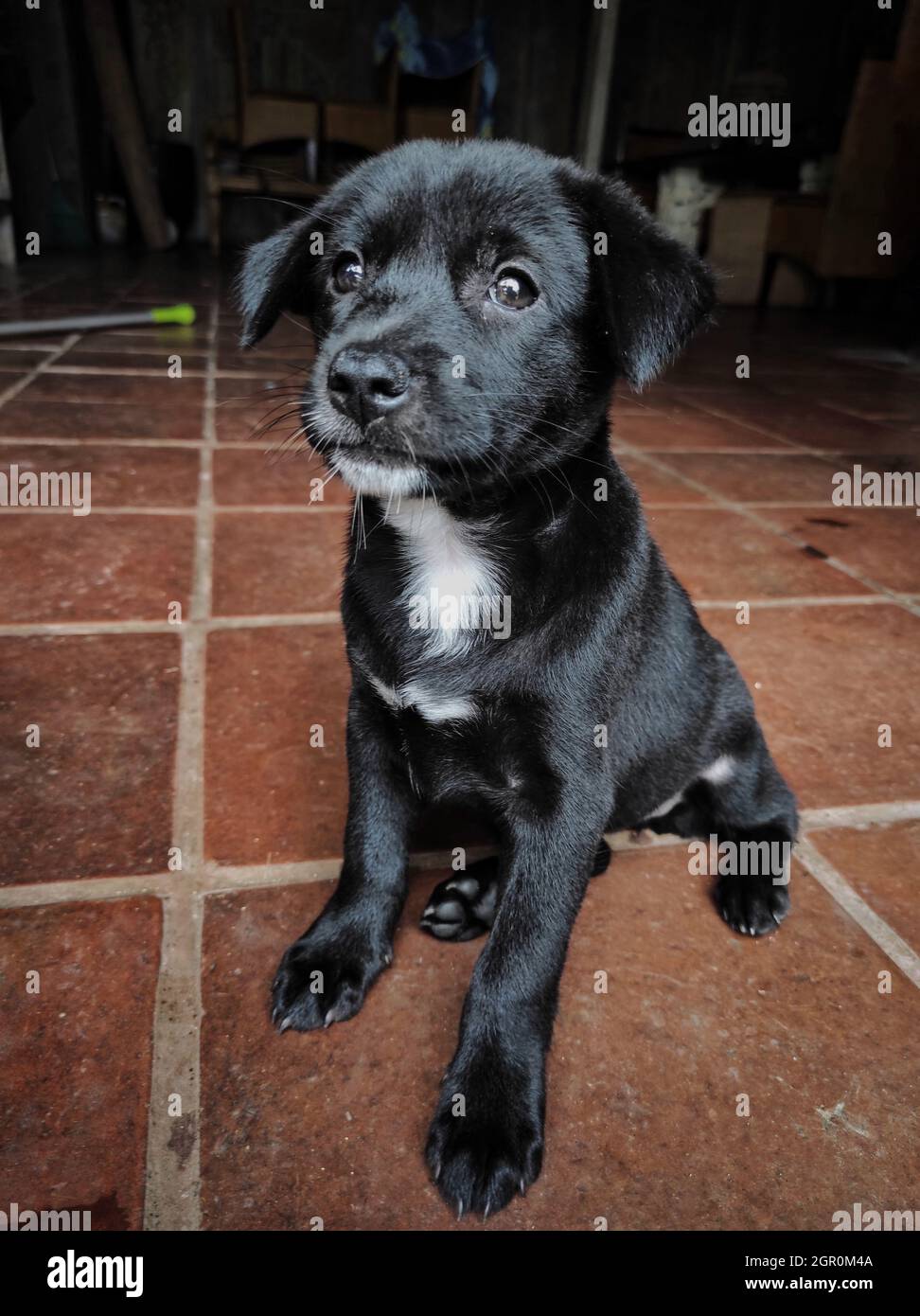 Kintamani puppy hi-res stock photography and images - Alamy