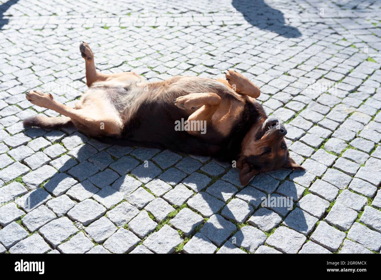 Playful stray dog is posing Stock Photo