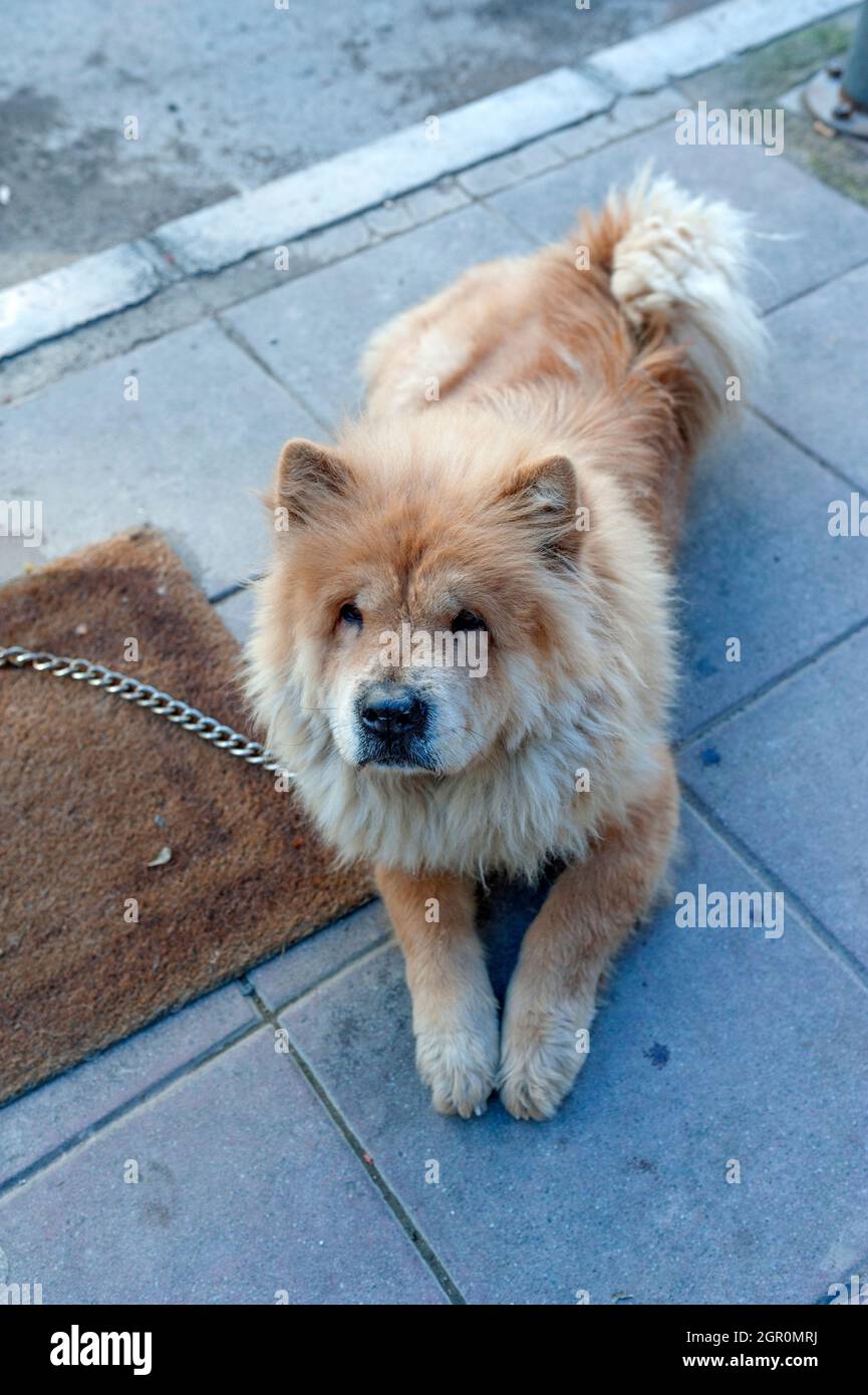 Playful stray dog is posing Stock Photo