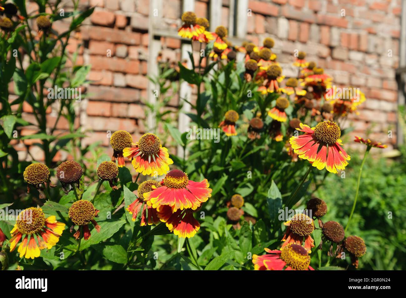 Selective focus shot of flowers in the garden on a brick wall background Stock Photo