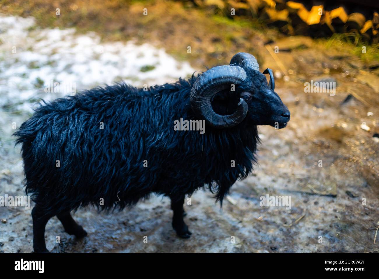 Black sheep. Ouessant ram at farm Stock Photo - Alamy