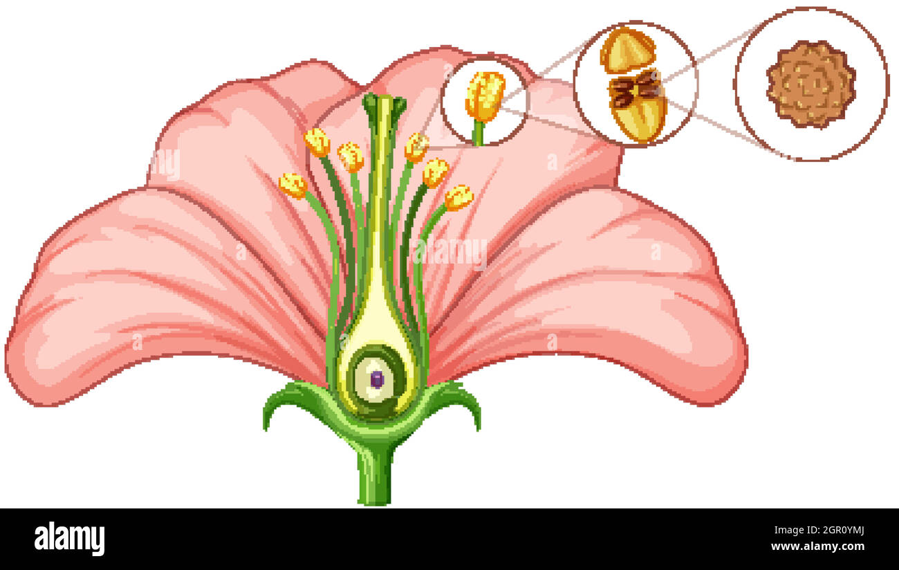 Diagram showing parts of flower Stock Vector