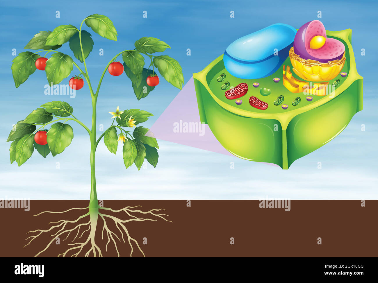 Plant Cell Stock Vector