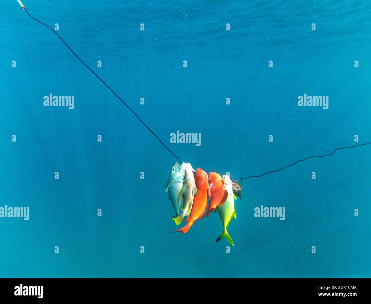 Fish On Shooting Line Stock Photo Alamy