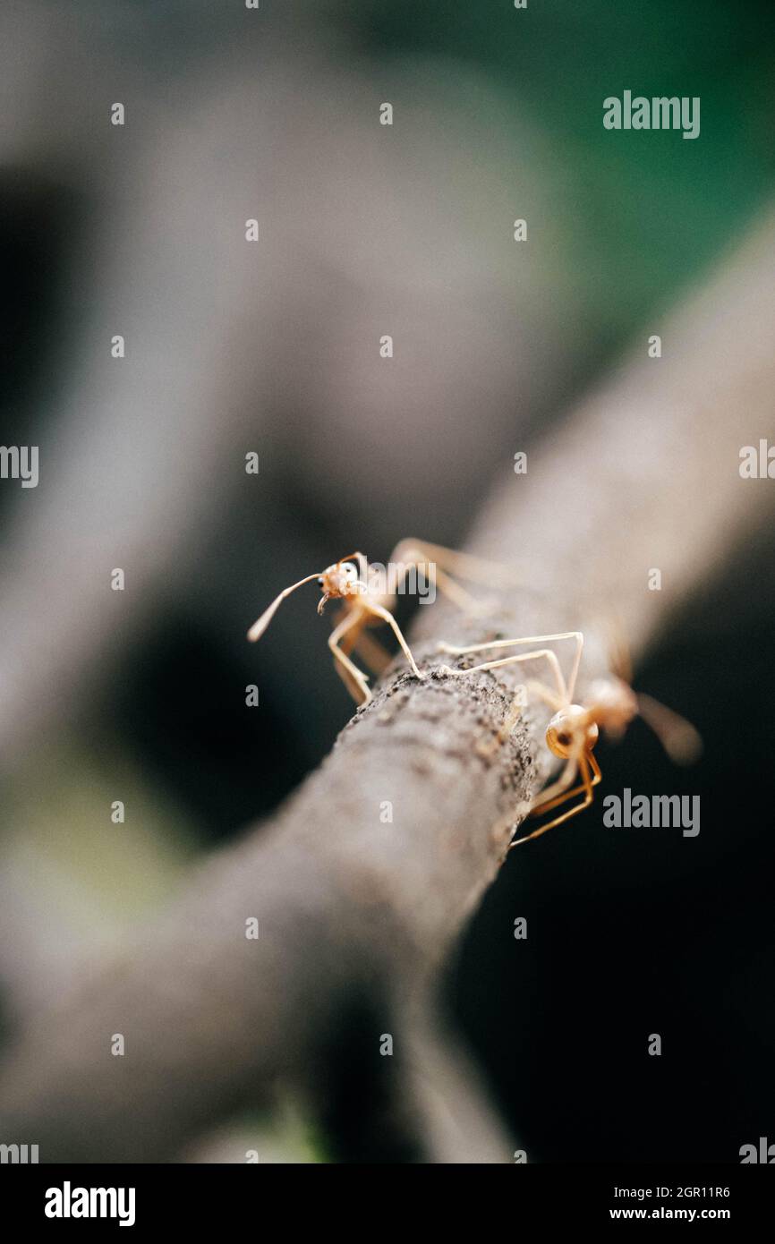 Hand Lens Insects Hand lens wildlife hi-res stock photography and images - Alamy