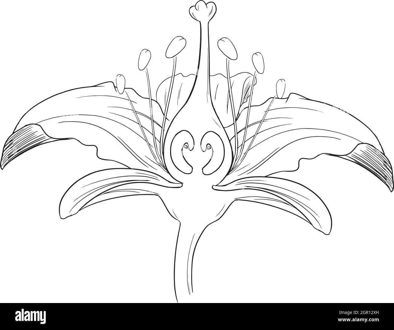 Tiger lily flower outline Stock Vector Image & Art Alamy