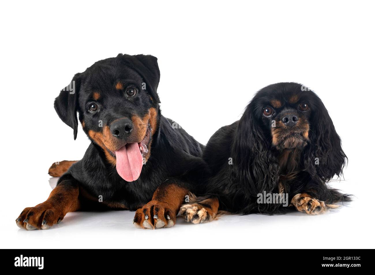 cavalier king charles and puppy rottweiler in front of white background ...