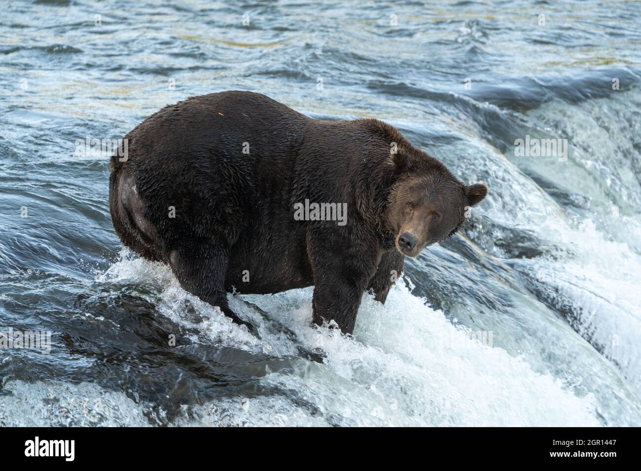 An adult Brown Bear known as 151 Walker watches for a Sockeye Salmon at Brooks Falls in Katmai National Park and Preserve September 13, 2021 near King Salmon, Alaska. The park is holding the annual Fat Bear contest to decide which bear gained the most weight during the summer feeding season. Stock Photo