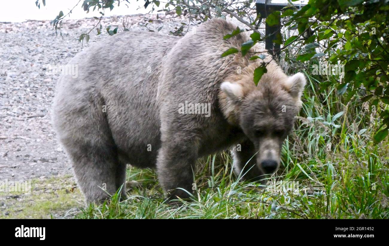An adult Brown Bear known as 435 Holly in the grass at Brooks Falls in Katmai National Park and Preserve September 11, 2021 near King Salmon, Alaska. The park is holding the annual Fat Bear contest to decide which bear gained the most weight during the summer feeding season. Stock Photo