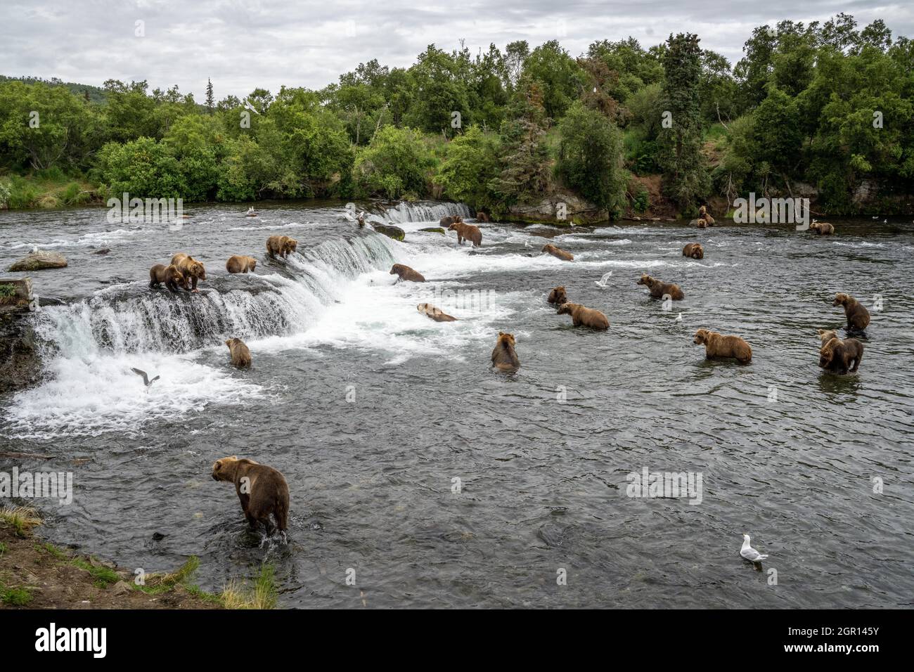 Adult Brown Bears crowd around Brooks Falls to catch salmon in Katmai National Park and Preserve July 29, 2021 near King Salmon, Alaska. The park is holding the annual Fat Bear contest to decide which bear gained the most weight during the summer feeding season. Stock Photo
