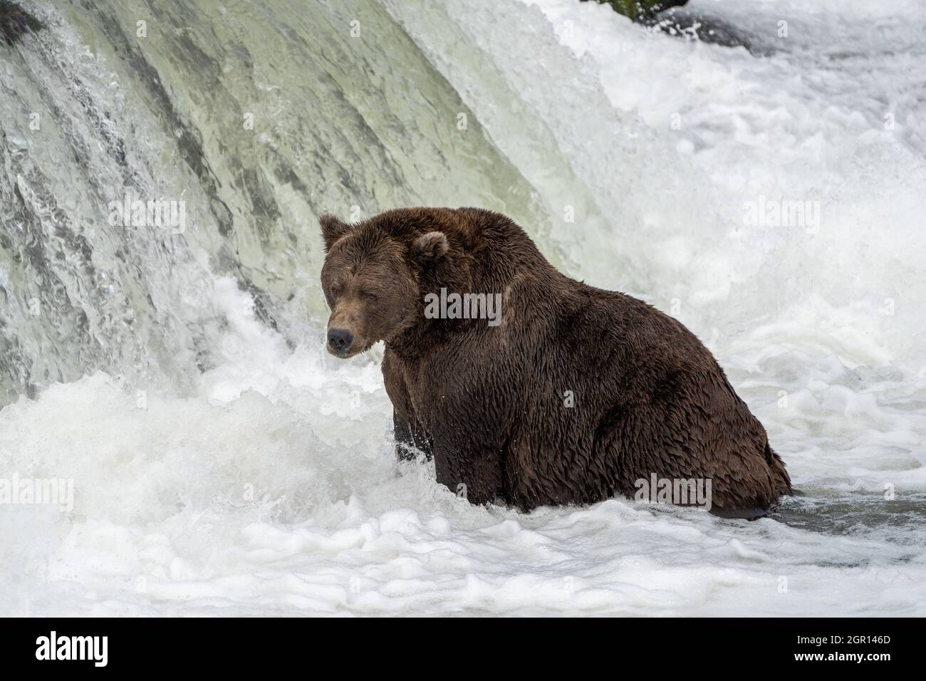 An adult Brown Bear known as Popeye 634 watches for a Sockeye Salmon at Brooks Falls in Katmai National Park and Preserve September 14, 2021 near King Salmon, Alaska. The park is holding the annual Fat Bear contest to decide which bear gained the most weight during the summer feeding season. Stock Photo