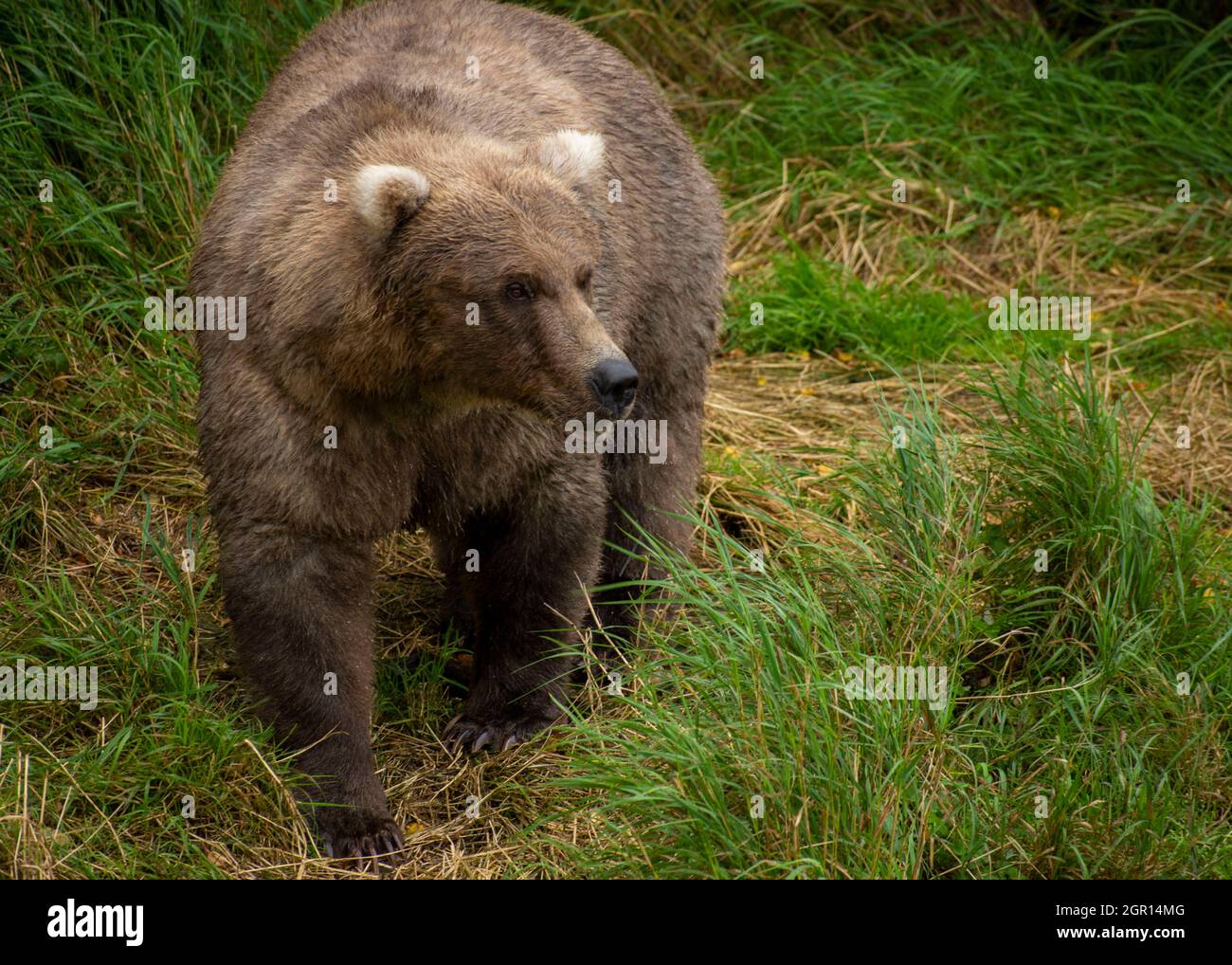An adult Brown Bear known as 128 Grazer in the grass at Brooks Falls in Katmai National Park and Preserve September 12, 2021 near King Salmon, Alaska. The park is holding the annual Fat Bear contest to decide which bear gained the most weight during the summer feeding season. Stock Photo