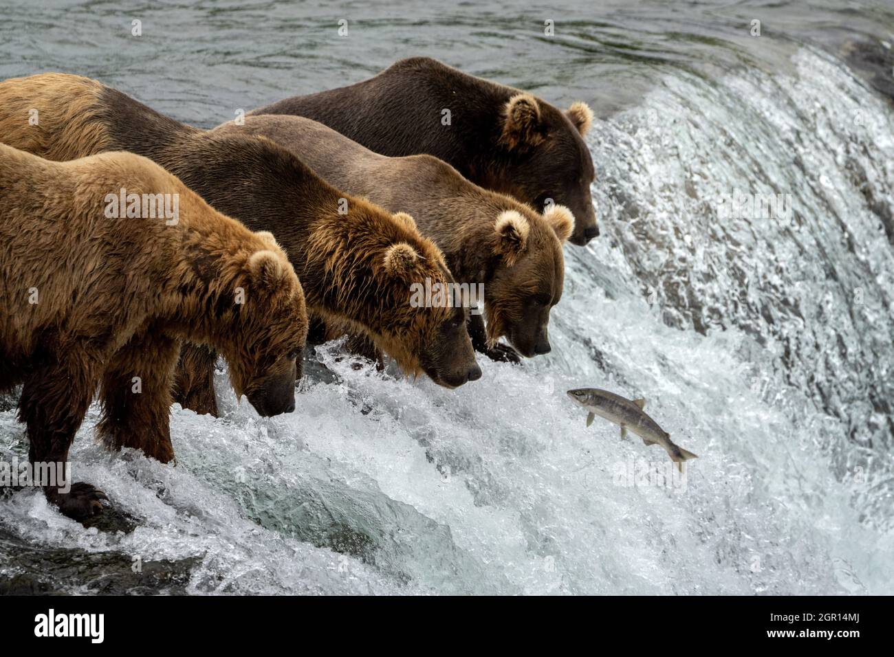 Adult Brown Bears stand on the falls edge to catch salmon at Brooks Falls in Katmai National Park and Preserve July 29, 2021 near King Salmon, Alaska. The park is holding the annual Fat Bear contest to decide which bear gained the most weight during the summer feeding season. Stock Photo