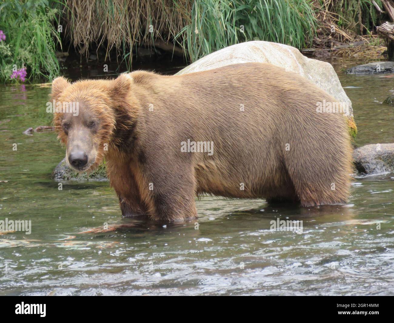 An adult Brown Bear known as Bear 807 looks for salmon along Brooks Falls in Katmai National Park and Preserve July 13, 2021 near King Salmon, Alaska. The park is holding the annual Fat Bear contest to decide which bear gained the most weight during the summer feeding season. Stock Photo