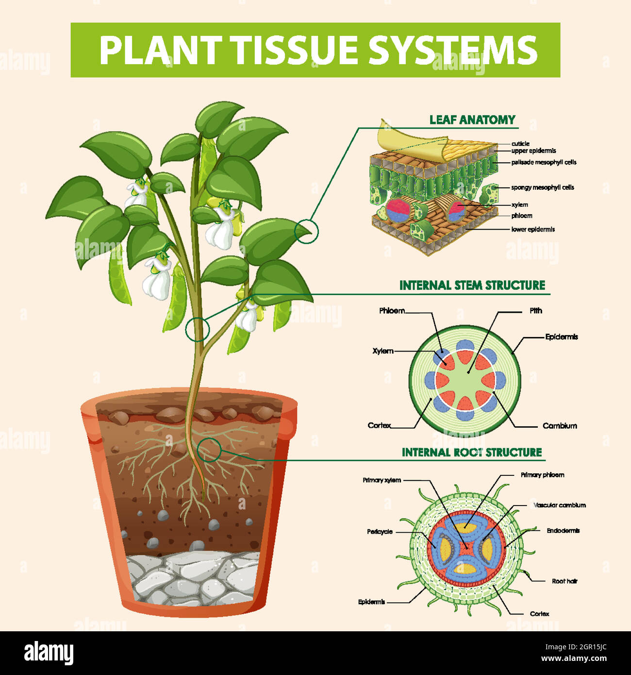 Plant tissue hires stock photography and images Alamy