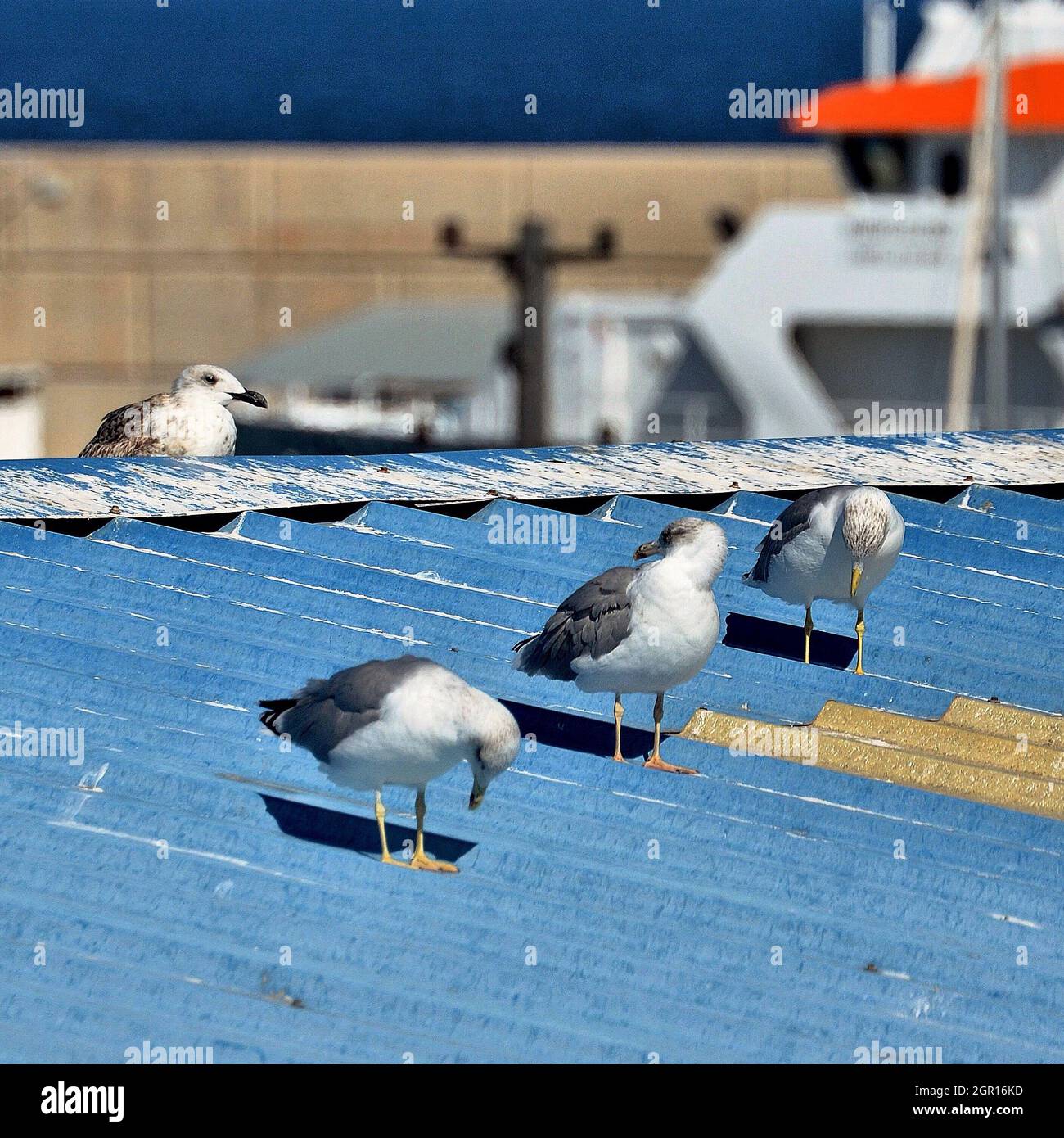 Close-up Of Seagull Perching On Water Against Sky Stock Photo