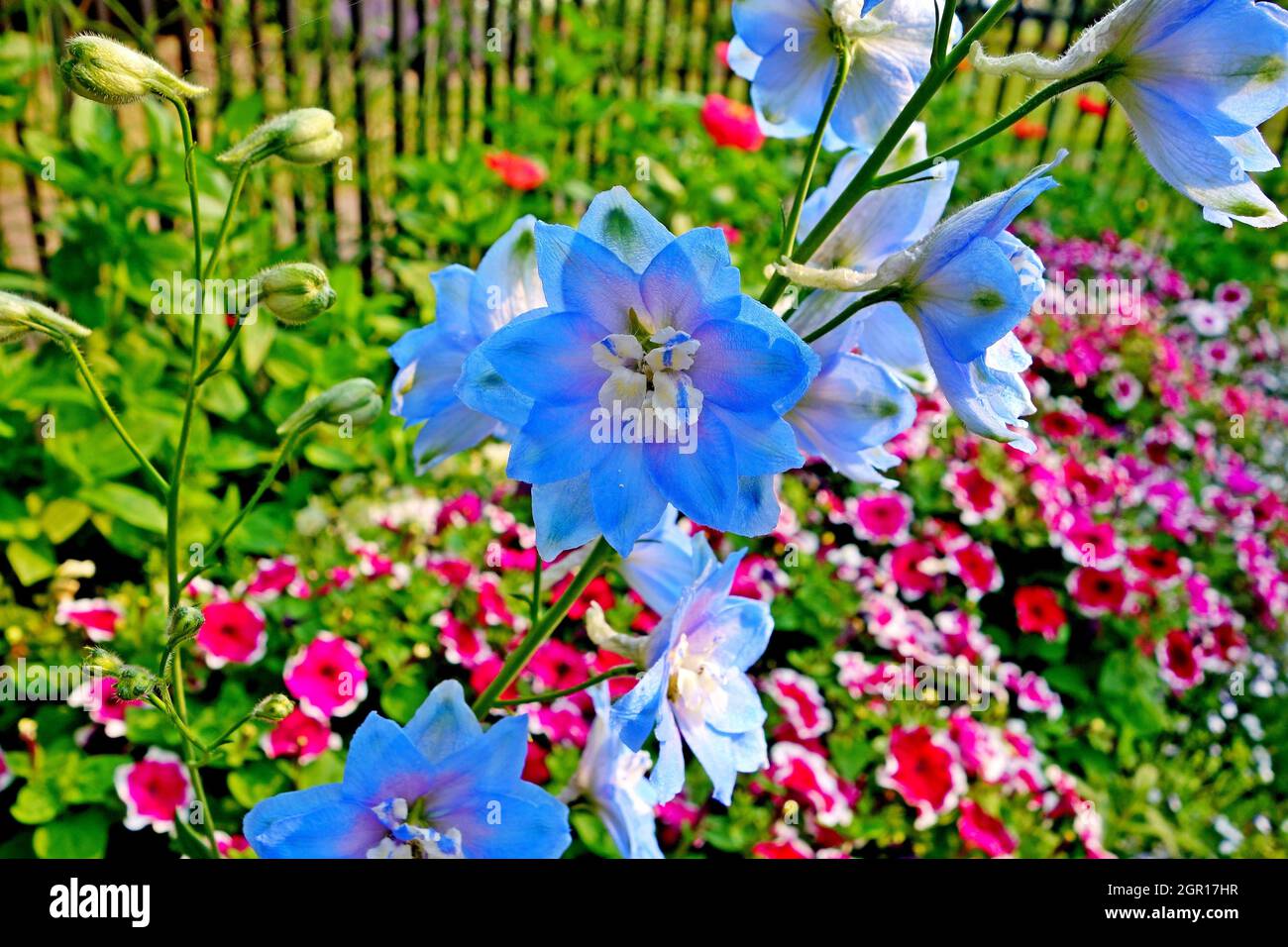 Beautiful view of a blue delphinium flower in a botanical garden Stock ...