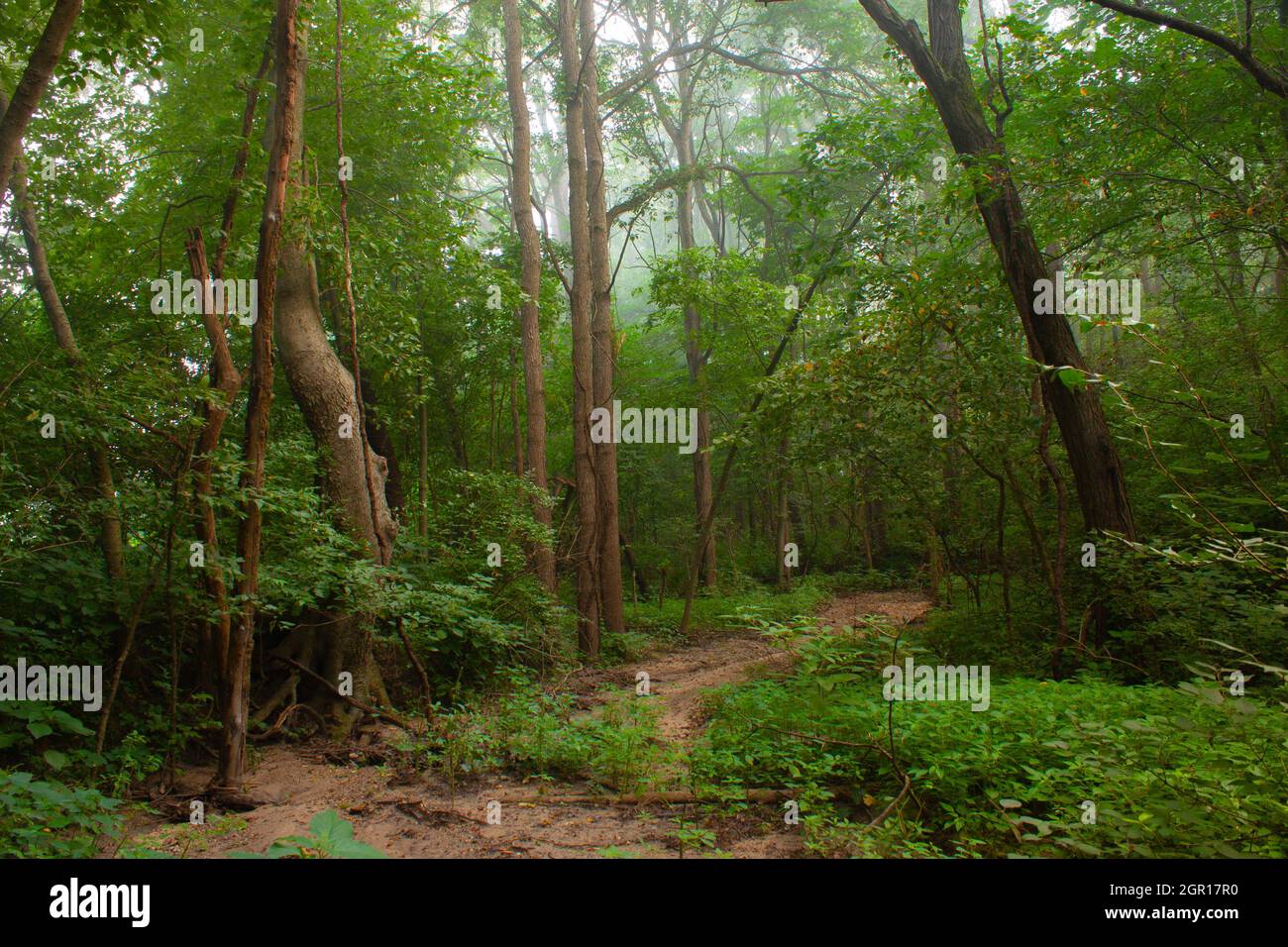 Dry Creek Bed In A Summer Woods On A Slightly Misty Morning Stock Photo