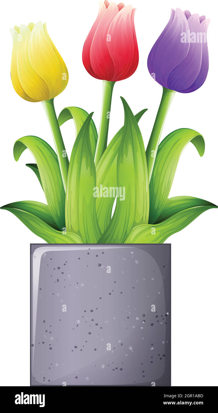 Tulip plant Stock Vector
